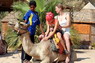 Kamel Reiten Nuweiba