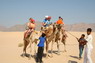 Kamel Reiten Nuweiba