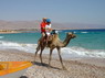 Kamel Reiten Nuweiba