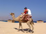 Kamel Reiten Nuweiba