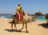 Kamel Reiten Nuweiba