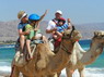 Kamel Reiten Nuweiba