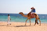 Kamel Reiten Nuweiba