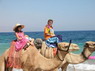Kamel Reiten Nuweiba