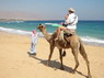 Kamel Reiten Nuweiba