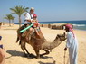 Kamel Reiten Nuweiba