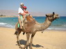 Kamel Reiten Nuweiba