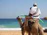Kamel Reiten Nuweiba