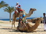 Kamel Reiten Nuweiba