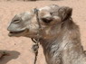 Kamel Reiten Nuweiba