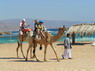 Kamel Reiten Nuweiba