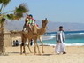 Kamel Reiten Nuweiba