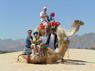 Kamel Reiten Nuweiba