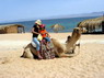 Kamel Reiten Nuweiba